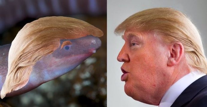El anfibio nombrado como Donald Trump