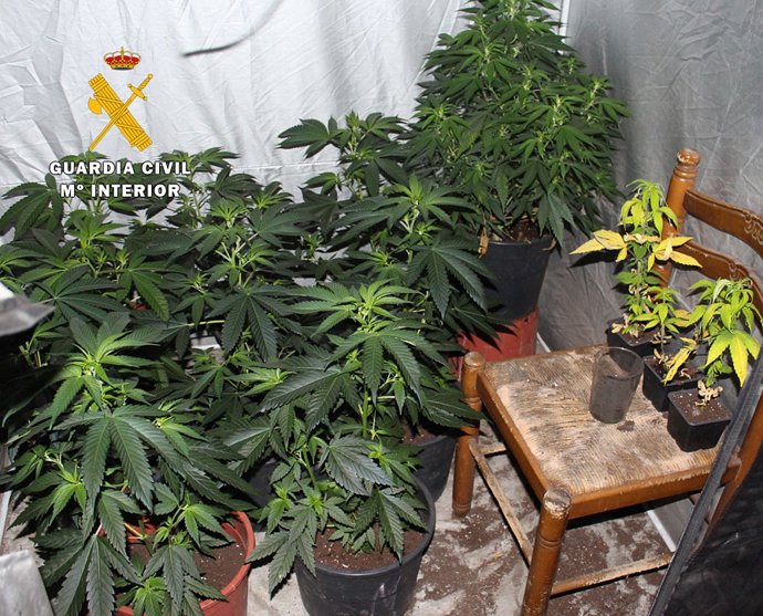 Plantación de marihuana intervenida en Burgos.