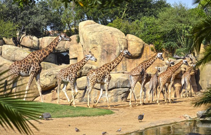 Girafes recorrent la sabana de Bioparc