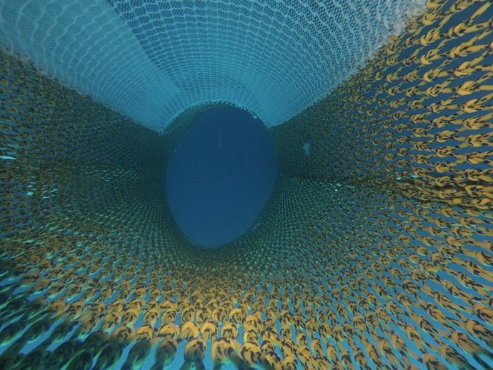 Malla de red de Azti