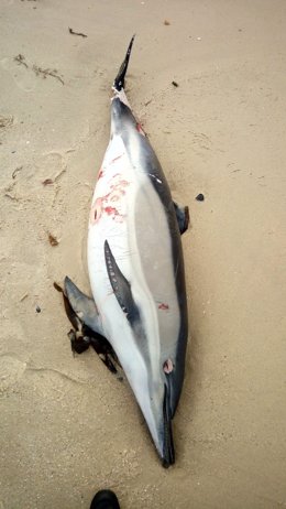 El delfín muerto en la playa de Os Olmos.