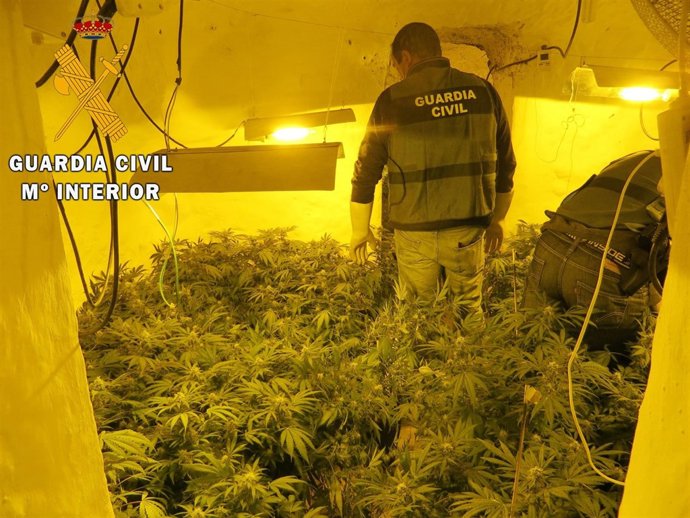 Cultivo de marihuana hallado tras un robo en Tabernas