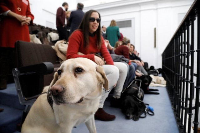 Perro Guía en el Pleno de las  Cortes
