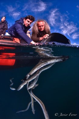 Imagen de la liberación de anguilas en el Mar Menor