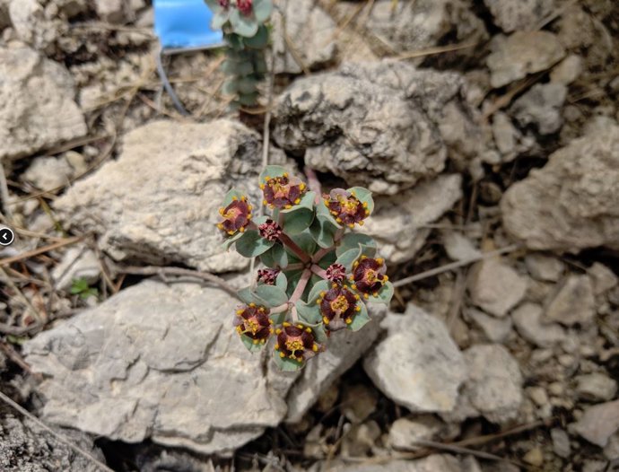 Lletrera del Massanella