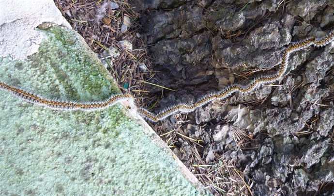 Procesionaria (Archivo)