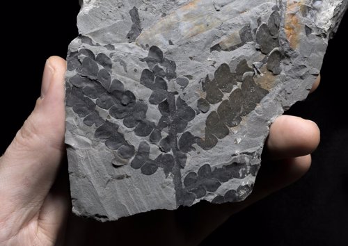 Fósiles encontrados en el río Jordán