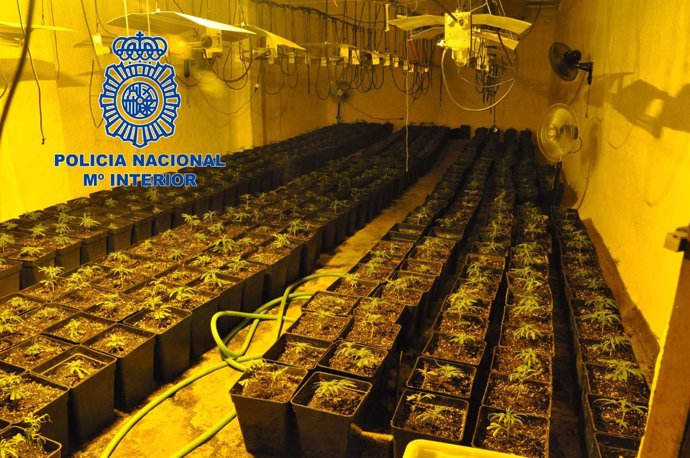 Plantación de marihuana en Mérida