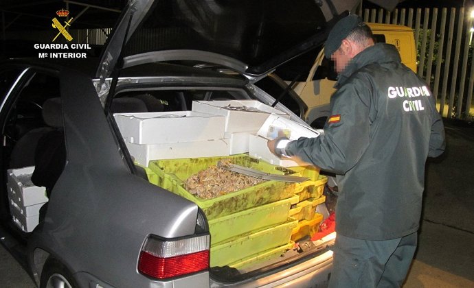 Pescado inmaduro intervenido. 