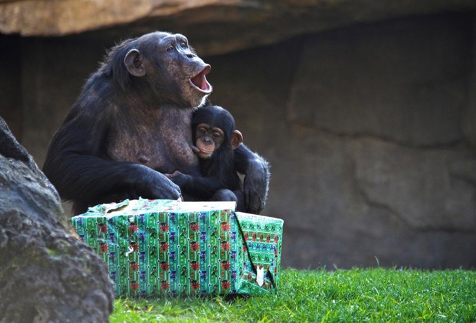 Chimpancés celebran la Navidad en Bioparc