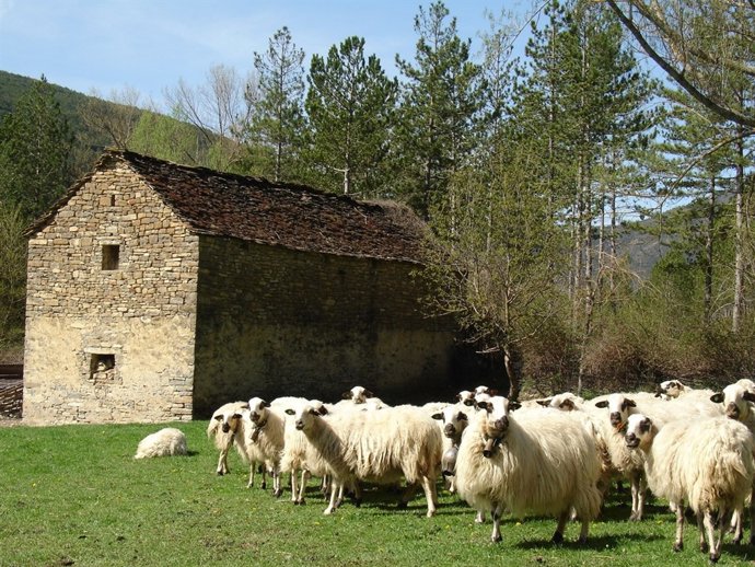 Desarrollo Rural ayuda al fomento de las razas ganaderas autóctonas en Aragón