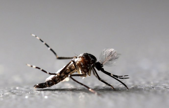 FILE PHOTO: Genetically modified male Aedes aegypti mosquitoes are pictured at O