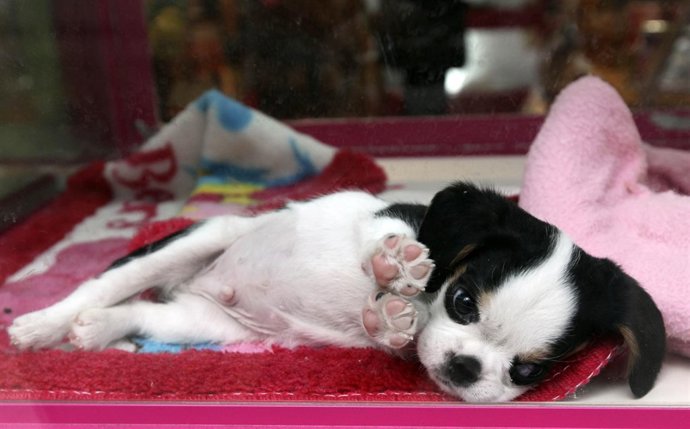 Cachorro de perro en una tienda de Tokio