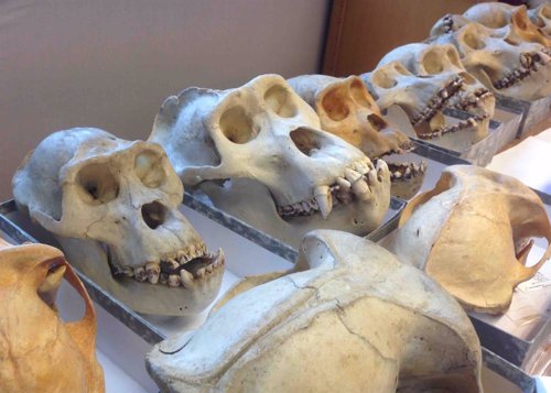 Colecciones de restos de gorilas de Grauer usadas en el estudio