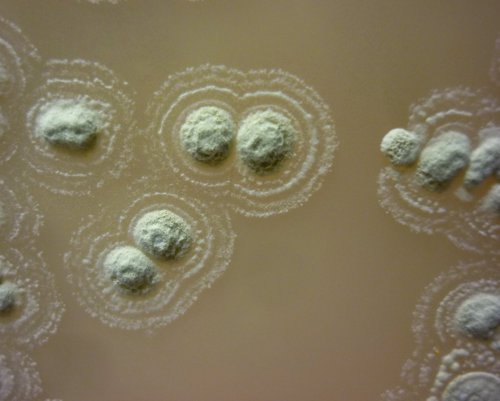 Streptomyces sp. Myrophorea en crecimiento