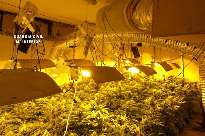 Plantación de marihuana en Gama