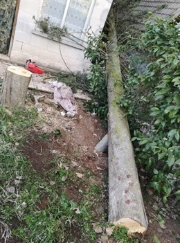 Un hombre grave tras caerle encima el árbol que estaba cortando