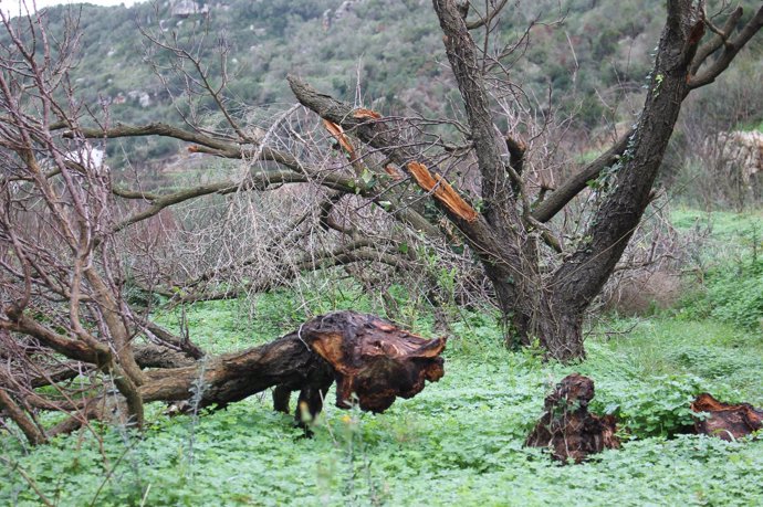 Daños causados en bosques de Baleares
