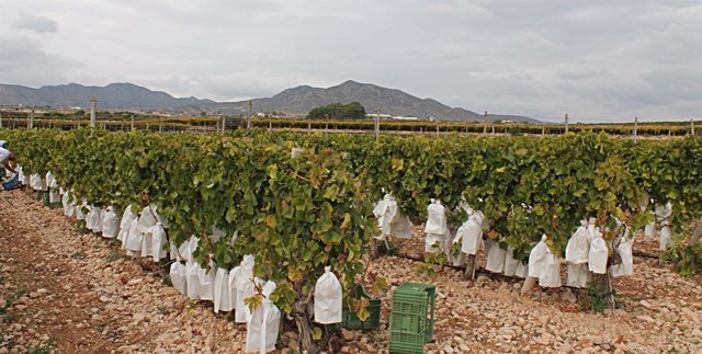 Un campo de uva de mesa embolsada del Vinalopó.