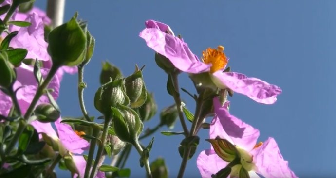 Imagen de un ejemplar de jara de Cartagena en flo