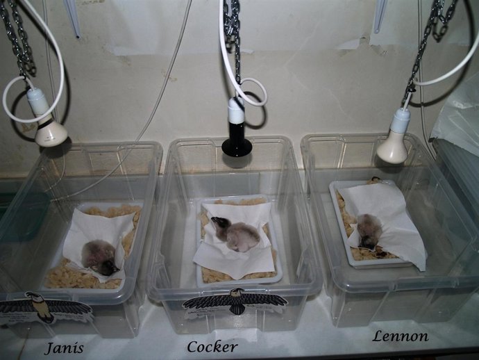 Quebrantahuesos nacidos en cautividad