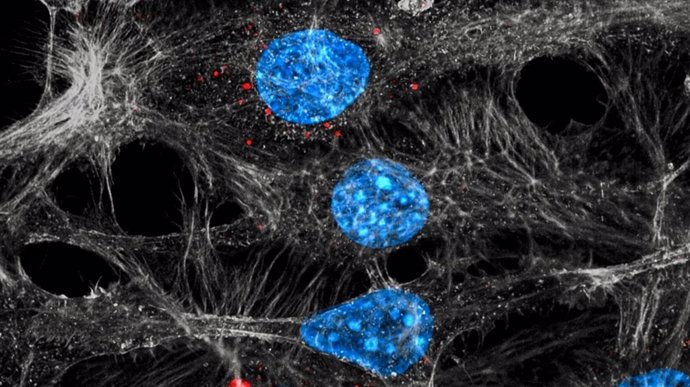 Células endoteliales (azul / gris) que internalizan los exosomas (rojos)