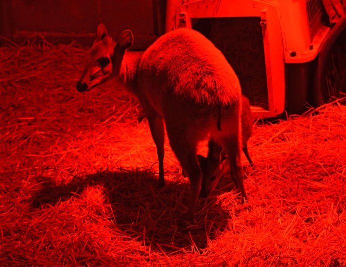 Duiker rojo en Bioparc