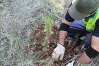 El Ayuntamiento reforesta el bosque de Bellver con 300 nuevas plantas