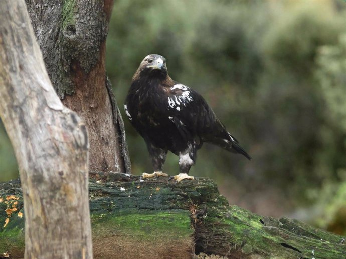 Ejemplar de Águila Imperial en el Zoo de Madrid
