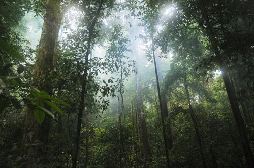 Bosque amazónico