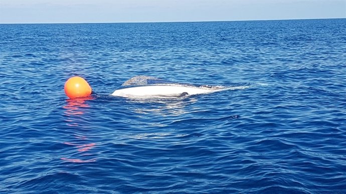 Vídeo de la noticia