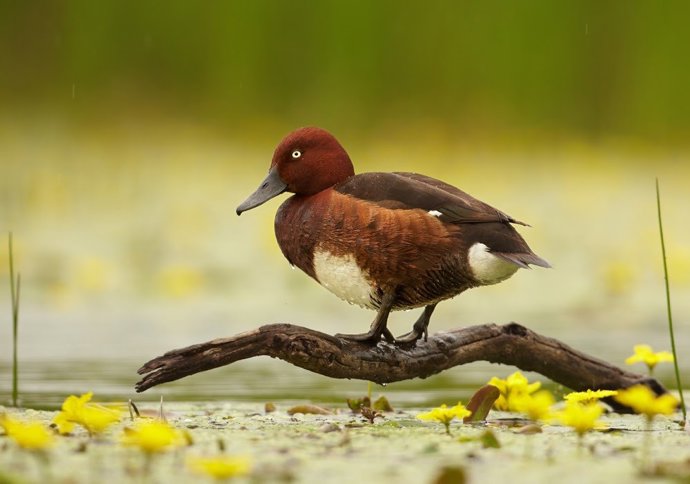 Aves en l'Albufera