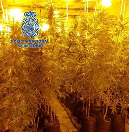 Plantación de marihuana desmantelada