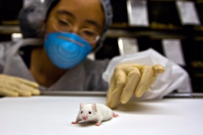 Laboratorio, ratón