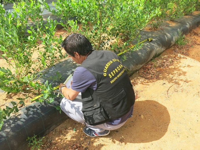 Agente del Seprona inspecciona una finca en Huelva.