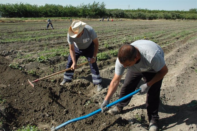 Cáritas forma a desempleados en cultivo ecológico en la Vega de Granada