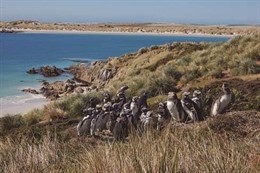 Colonia de pingüino de Magallanes en la Patagonia Argentina