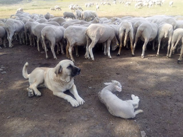 Mastín y ganado