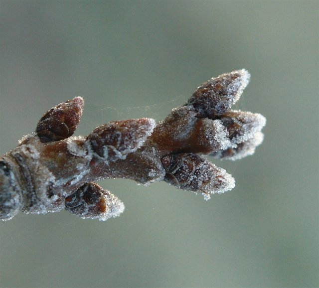 Yemas de cerezo heladas