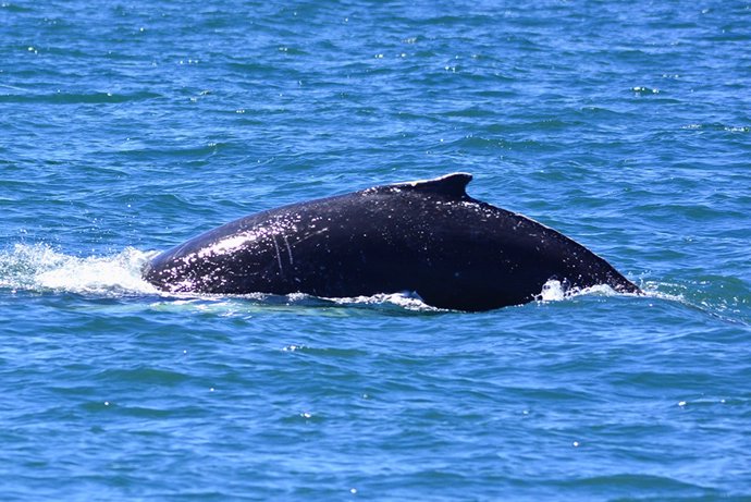 Las ballenas jorabadas llegan al Mediterráneo para alimentarse