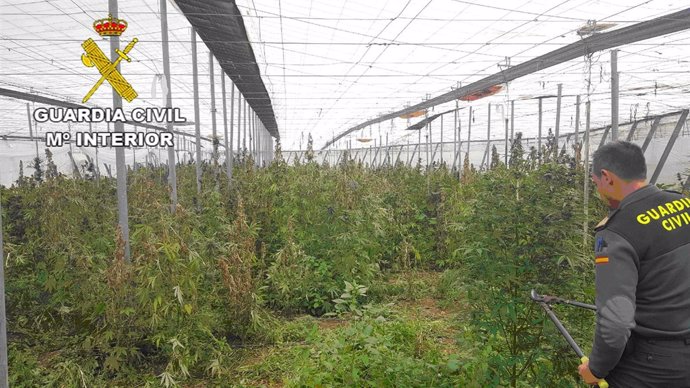 Plantas de marihuana encontradas en un invernadero