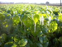 Las primeras heladas del invierno afectan a unas 300 hectáreas de hortalizas, especialmente en Lorca