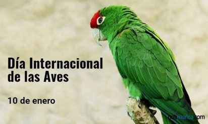10 de enero: Día Internacional de las Aves, ¿por qué se celebra hoy?