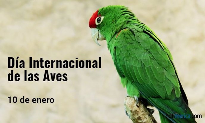 Día Internacional de las Aves