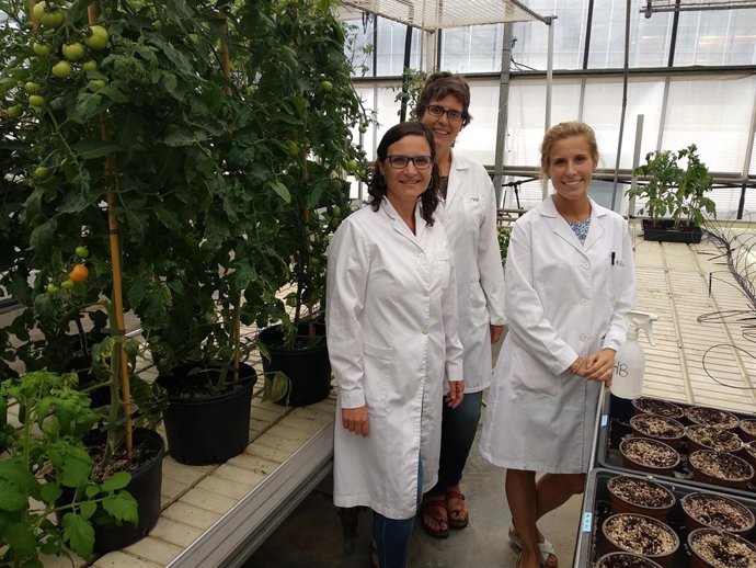 Aroma de tomate para proteger cultivos