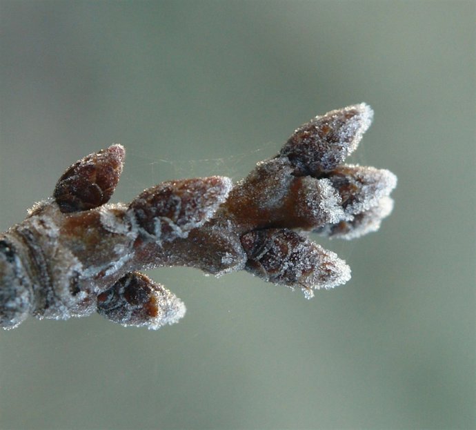 Yemas de cerezo heladas