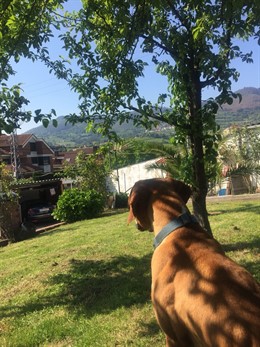 Perro, mascota, casas rurales que admiten animales, turismo verde