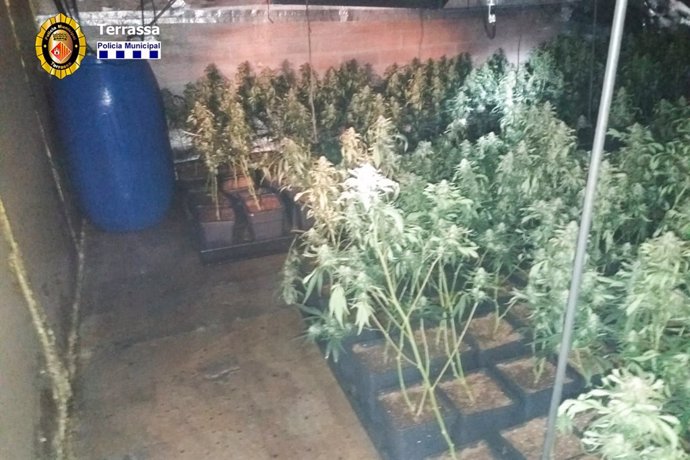 Plantas de marihuana encontradas en una vivienda de Terrassa