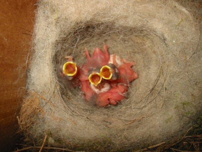 Nido de pollos de carbonero común