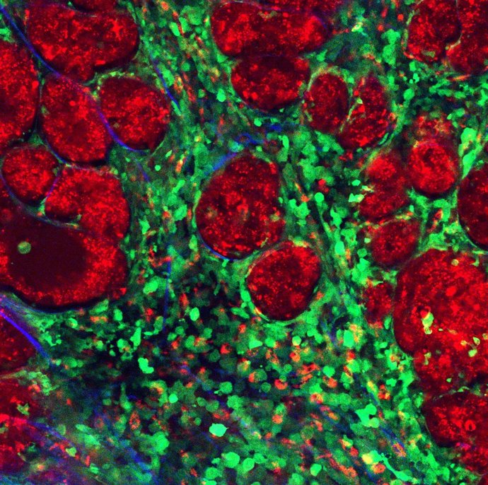 Imagej1.51Nunit\U00b5m